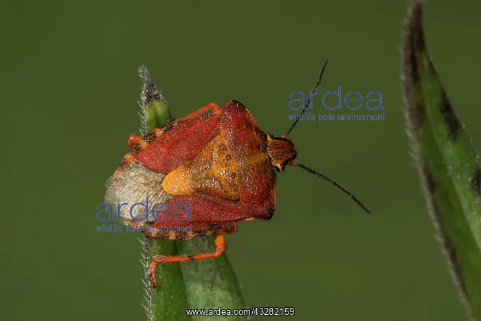 : 01_ (Carpocoris purpureipennis) on a leaf tip, Baden-Wurttem : 01_ (Carpocoris purpureipennis) on a leaf tip, Baden-Wurttem