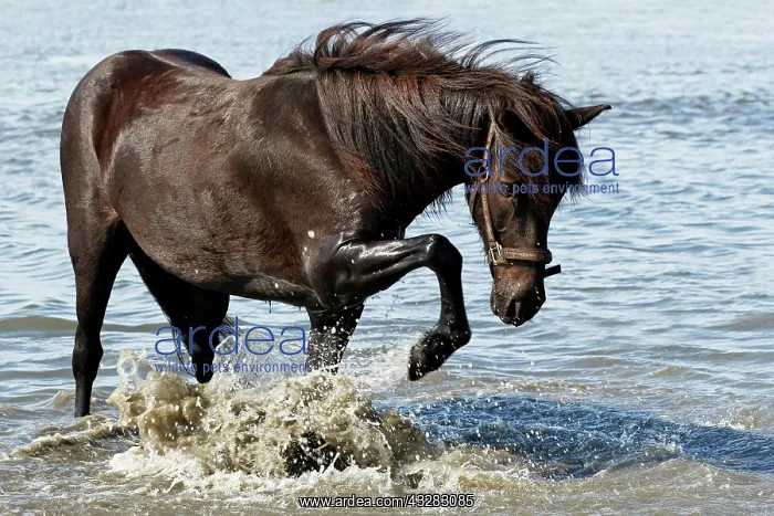 : 01_ (Equus islandicus), Mare splashing in seawater : 01_ (Equus islandicus), Mare splashing in seawater