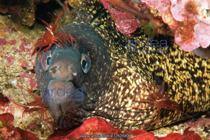 : 01_ (Muraena helena) and bristle-tail cleaner shrimp : 01_ (Muraena helena) and bristle-tail cleaner shrimp