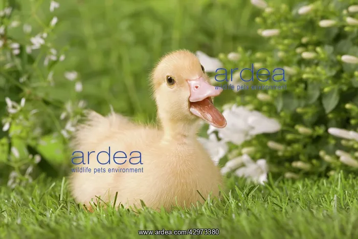  : 1 week old duckling - quacking