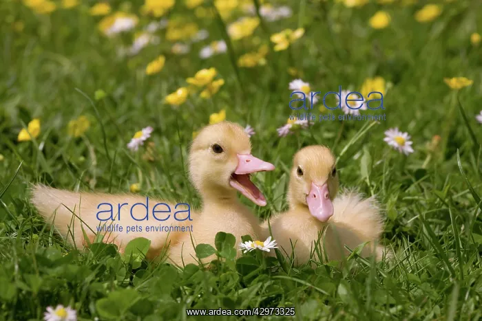  : 1 week old ducklings - quacking