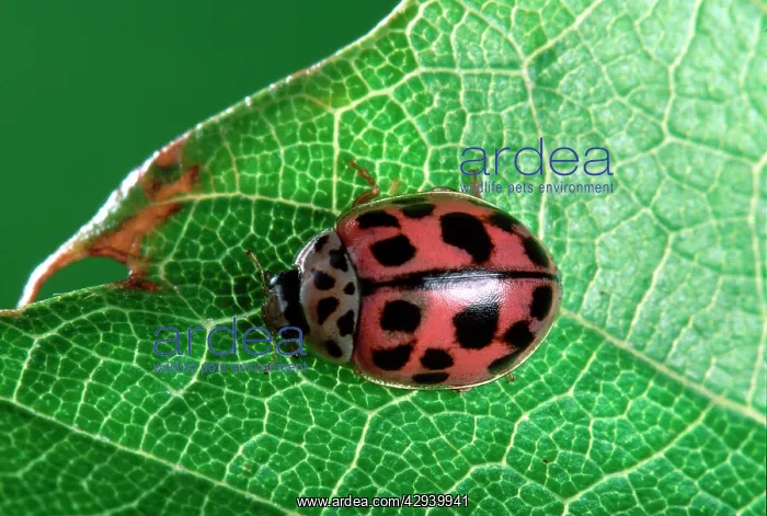 : 10-spot Ladybird : 10-spot Ladybird