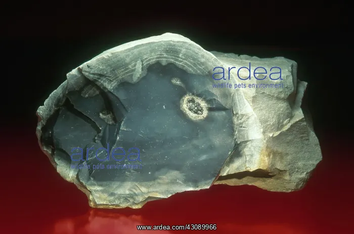 : Flint from Kentucky. Dimensions: 11 x 7 cm : Flint from Kentucky. Dimensions: 11 x 7 cm