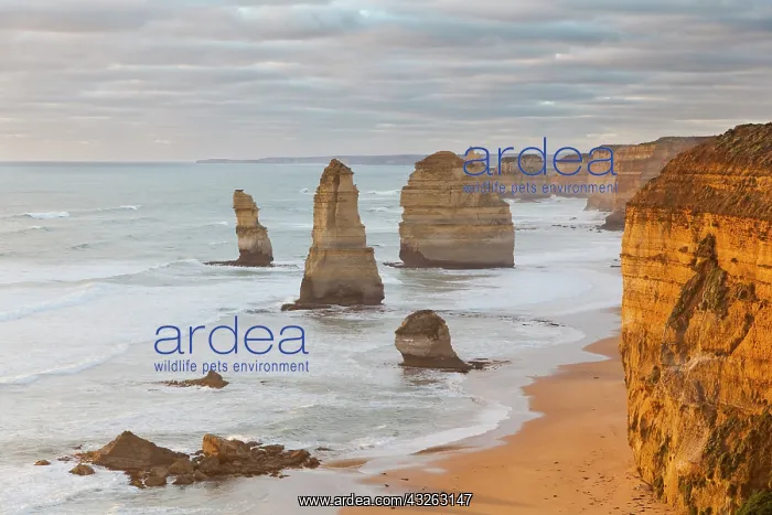 : The 12 Apostles, Great Ocean Road, Australia : The 12 Apostles, Great Ocean Road, Australia
