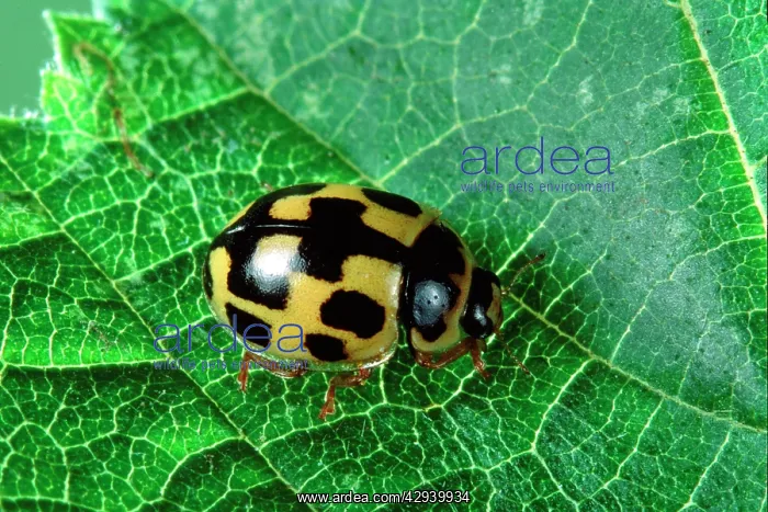 : 14-spot Ladybird : 14-spot Ladybird