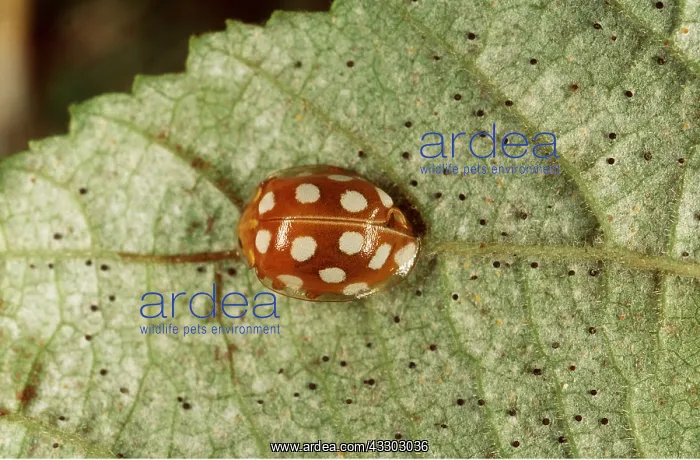 : 14-SPOT LADYBIRD : 14-SPOT LADYBIRD