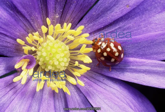 : 14-SPOT LADYBIRD - on Anemone flower : 14-SPOT LADYBIRD - on Anemone flower