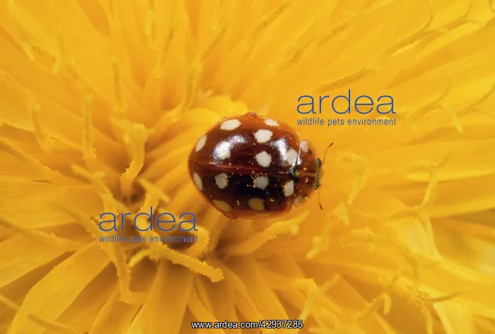 : 14-spot Ladybird - on Dandelion flower : 14-spot Ladybird - on Dandelion flower