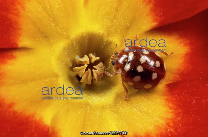 : 14-SPOT LADYBIRD - On Primula Flower : 14-SPOT LADYBIRD - On Primula Flower