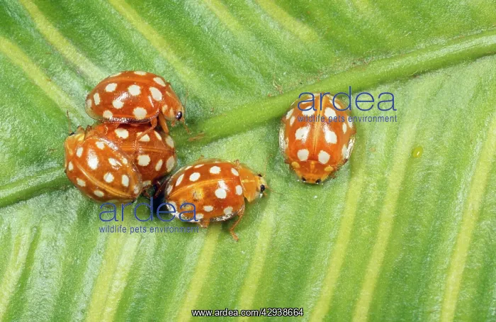 : 14-Spot LADYBIRDS - aggregation : 14-Spot LADYBIRDS - aggregation