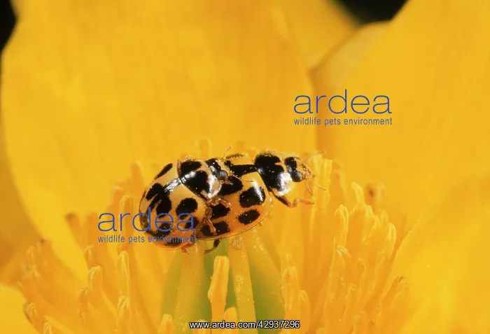 : 14-Spot Ladybirds - mating pair : 14-Spot Ladybirds - mating pair