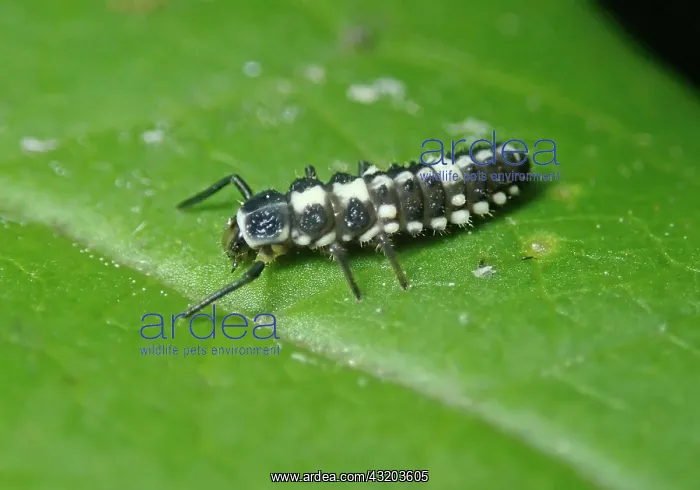: 14-spotted ladybird (Propylea quatuordecimpunctata) : 14-spotted ladybird (Propylea quatuordecimpunctata)