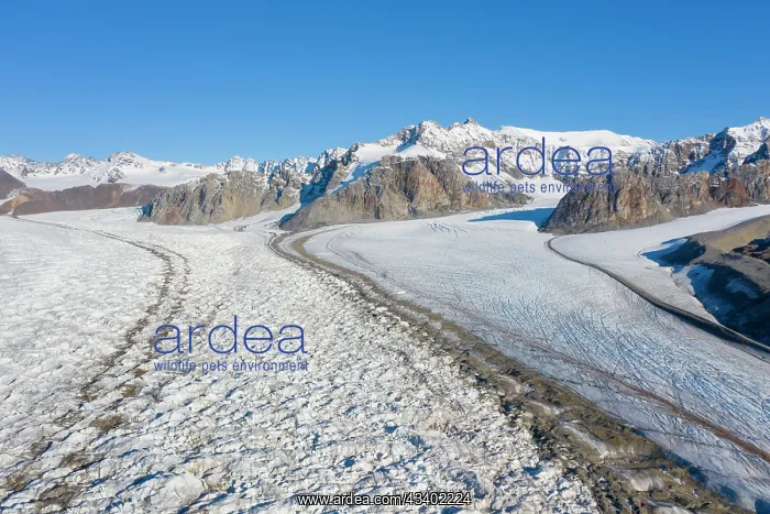 : The 14th July Glacier debouches into Krossfjord : The 14th July Glacier debouches into Krossfjord