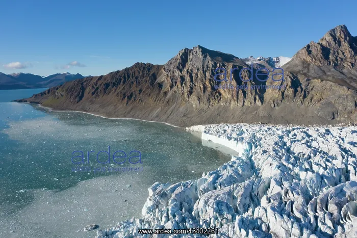 : The 14th July Glacier debouches into Krossfjord : The 14th July Glacier debouches into Krossfjord