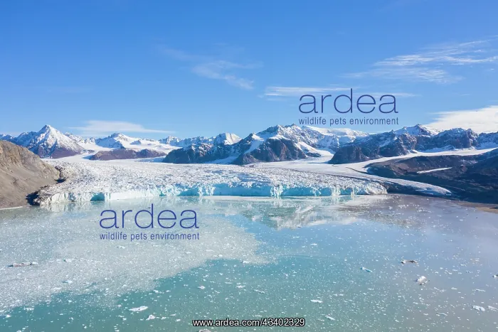 : The 14th July Glacier debouches into Krossfjord : The 14th July Glacier debouches into Krossfjord