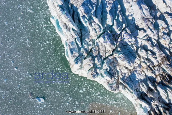: The 14th July Glacier debouches into Krossfjord : The 14th July Glacier debouches into Krossfjord