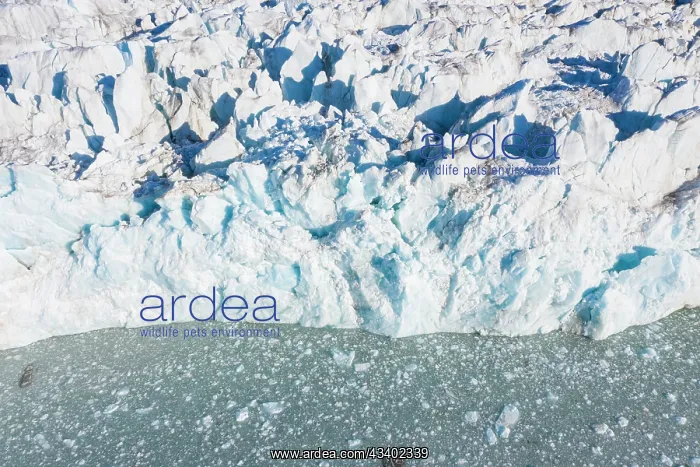 : The 14th July Glacier debouches into Krossfjord : The 14th July Glacier debouches into Krossfjord