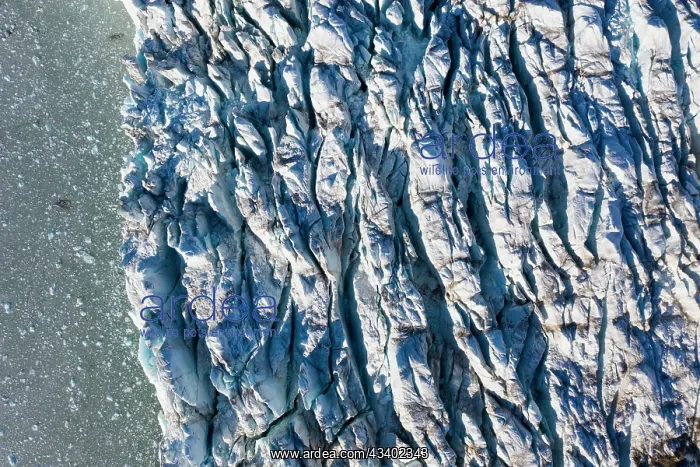 : The 14th July Glacier debouches into Krossfjord : The 14th July Glacier debouches into Krossfjord