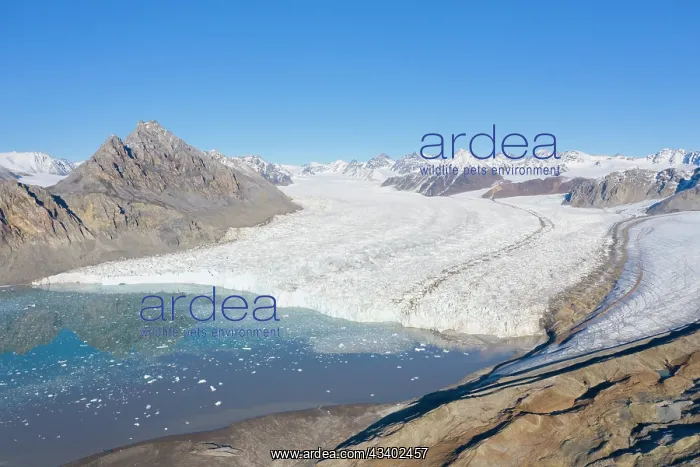 : The 14th July Glacier debouches into Krossfjord : The 14th July Glacier debouches into Krossfjord