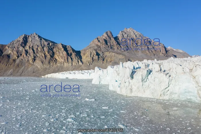 : The 14th July Glacier debouches into Krossfjord : The 14th July Glacier debouches into Krossfjord