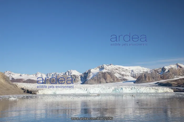 : The 14th July Glacier debouches into Krossfjord : The 14th July Glacier debouches into Krossfjord