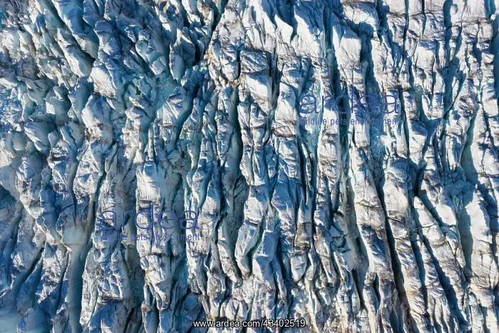 : The 14th July Glacier debouches into Krossfjord : The 14th July Glacier debouches into Krossfjord