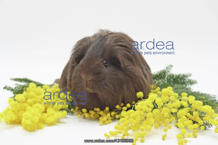 : 16-month-old Sheltie guinea pig lying between yellow : 16-month-old Sheltie guinea pig lying between yellow