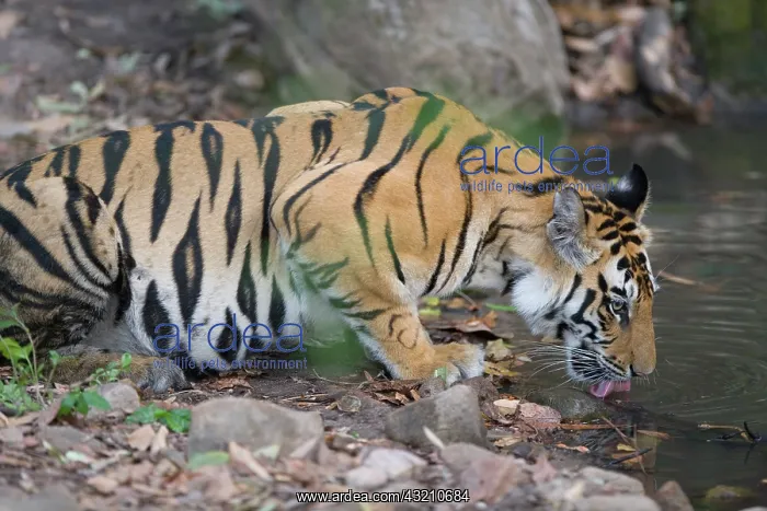 : 17 months old Bengal tiger cub drinking : 17 months old Bengal tiger cub drinking