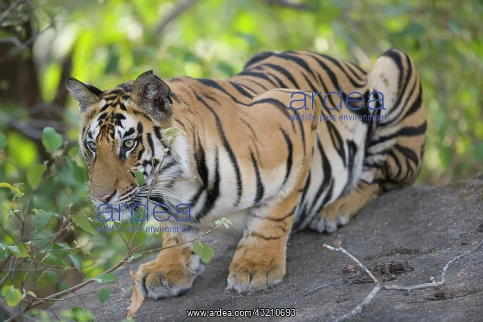 : 17 months old Bengal tiger cub lying on : 17 months old Bengal tiger cub lying on