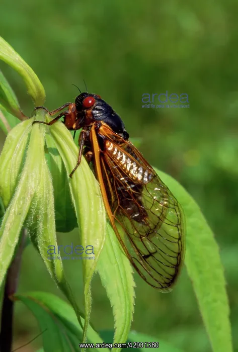 : 17 Year Periodical Cicada : 17 Year Periodical Cicada