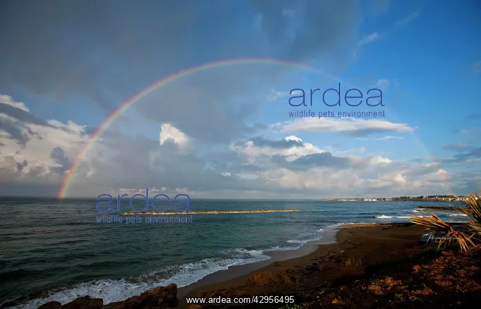 : 180 degree rainbow after early morning storm : 180 degree rainbow after early morning storm
