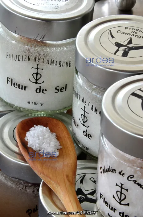 : In 1855 starts the operation of sea salt in the : In 1855 starts the operation of sea salt in the