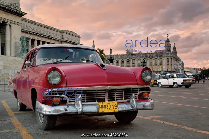 : 1950's era car parked on street in Havana : 1950's era car parked on street in Havana