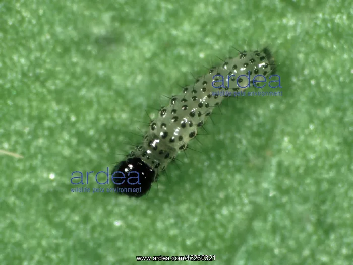 : 1st Instar cotton leafworm : 1st Instar cotton leafworm