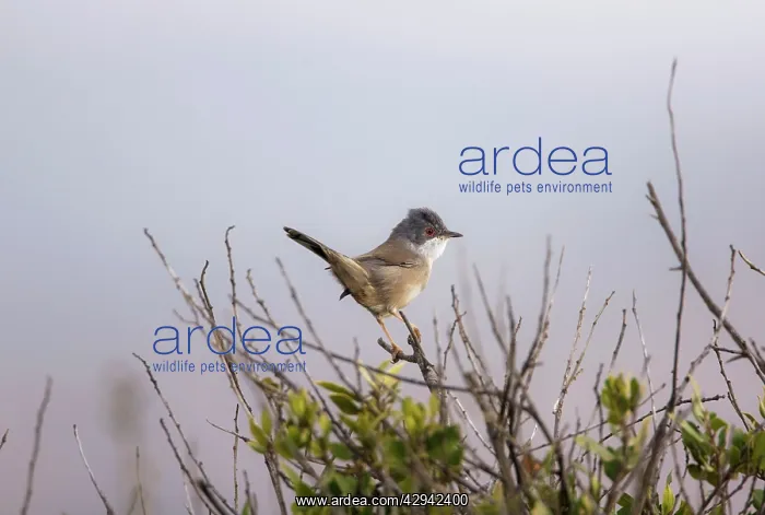 : 1st winter / Female Sardinian Warbler : 1st winter / Female Sardinian Warbler