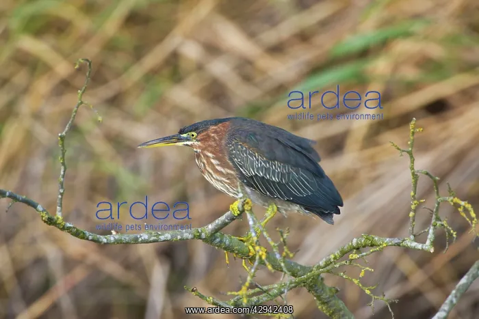 : 1st winter Green Heron vagrant : 1st winter Green Heron vagrant