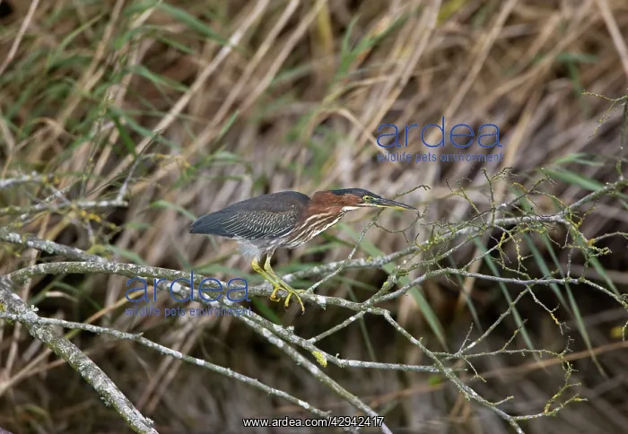 : 1st winter Green Heron vagrant : 1st winter Green Heron vagrant