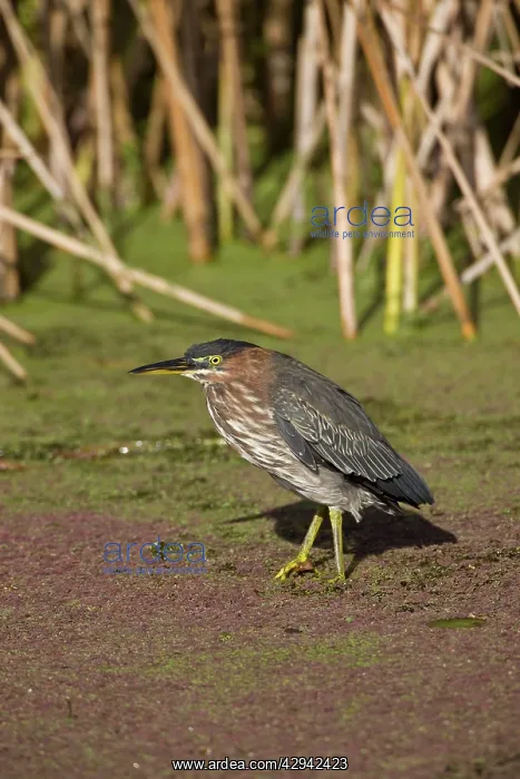 : 1st winter Green Heron vagrant : 1st winter Green Heron vagrant