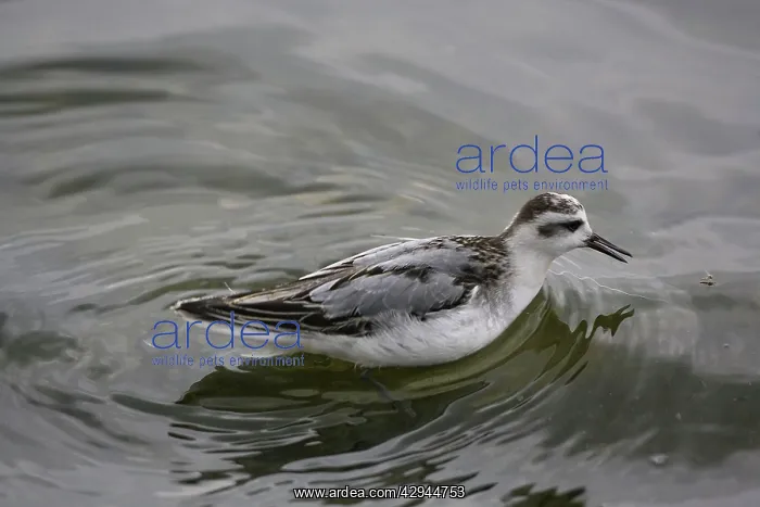 : 1st winter Grey Phalarope catching food on migration : 1st winter Grey Phalarope catching food on migration