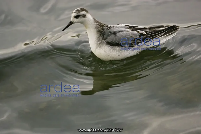 : 1st winter Grey Phalarope - resting on water on : 1st winter Grey Phalarope - resting on water on