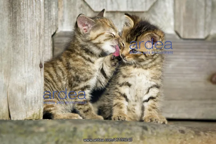 : 2 brown tabby kittens sitting in front of a wooden : 2 brown tabby kittens sitting in front of a wooden