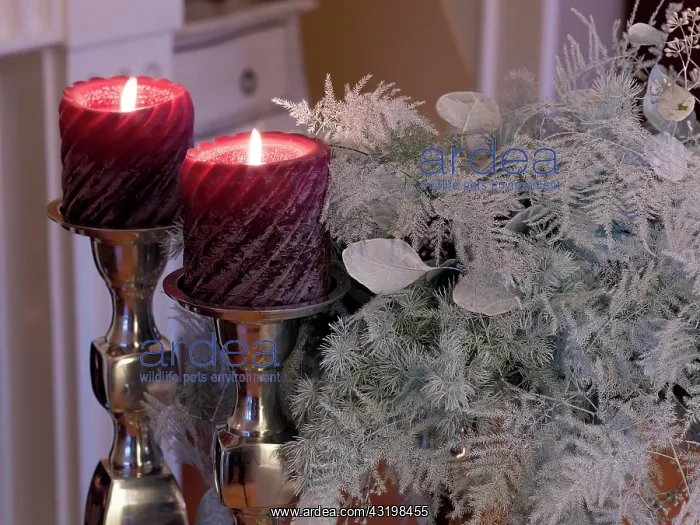 : 2 candles in noble silver candlesticks in a festive : 2 candles in noble silver candlesticks in a festive