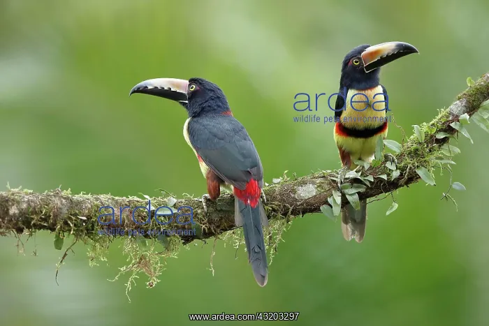  : 2 collared aracari (Pteroglossus torquatus) on branch