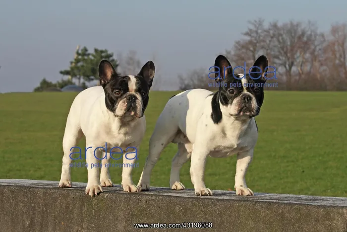: 2 French Bulldogs, male, standing next to each other : 2 French Bulldogs, male, standing next to each other