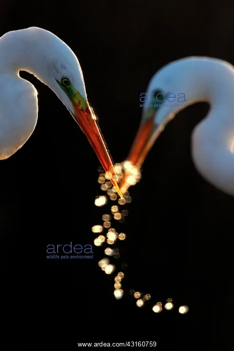 : 2 grandes aigrettes en contre-jour, des gouttes : 2 grandes aigrettes en contre-jour, des gouttes