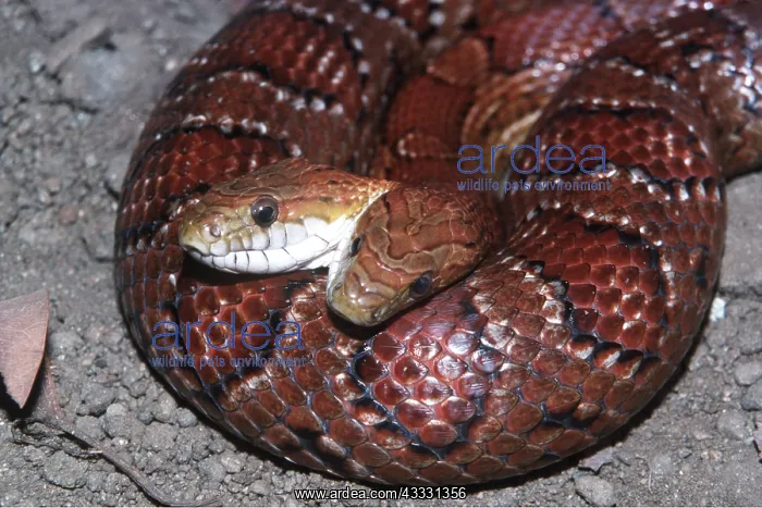 : 2 Headed Cornsnake : 2 Headed Cornsnake