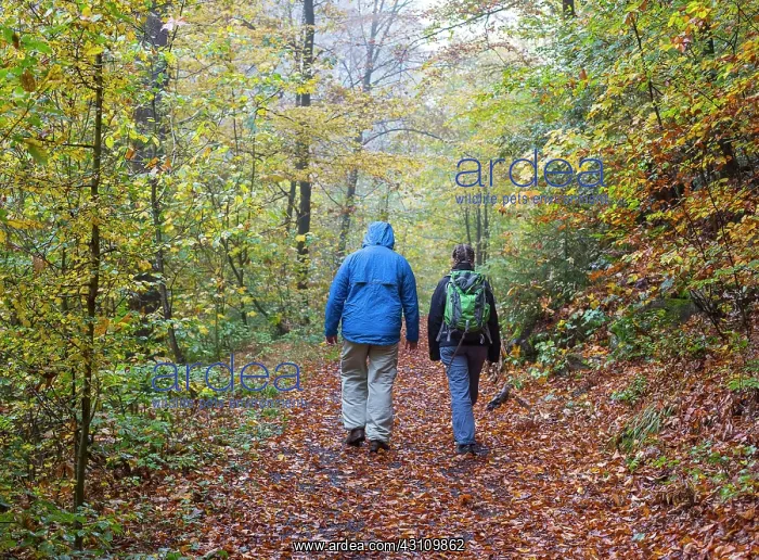: 2 hikers in the rain, through the autumn forest : 2 hikers in the rain, through the autumn forest