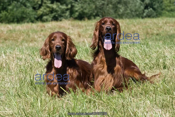 : 2 Irish Setters, male, lying on a lawn next to each : 2 Irish Setters, male, lying on a lawn next to each