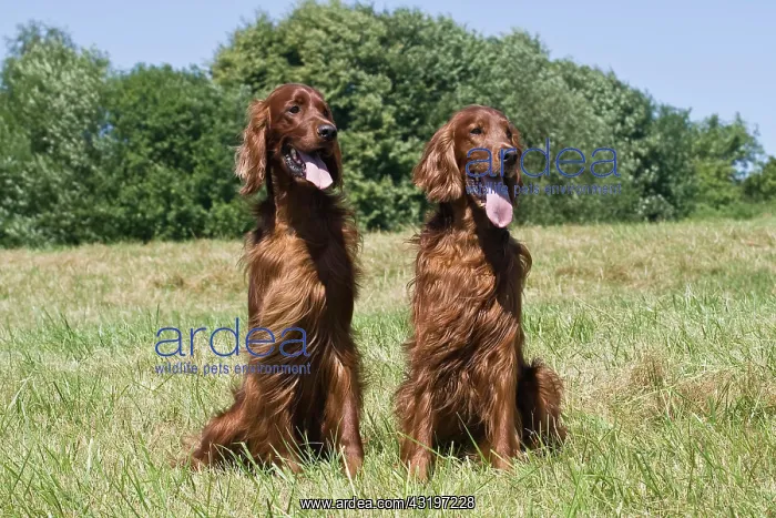 : 2 Irish Setters, male, sitting on a lawn next to : 2 Irish Setters, male, sitting on a lawn next to