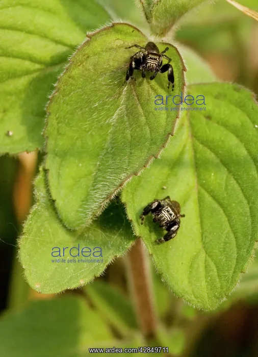 : 2 jumping spiders - on mint leaves : 2 jumping spiders - on mint leaves